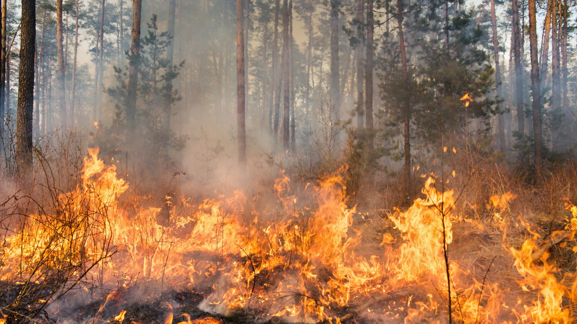 Impactos devastadores dos incêndios: A importância da cobertura de seguros rurais